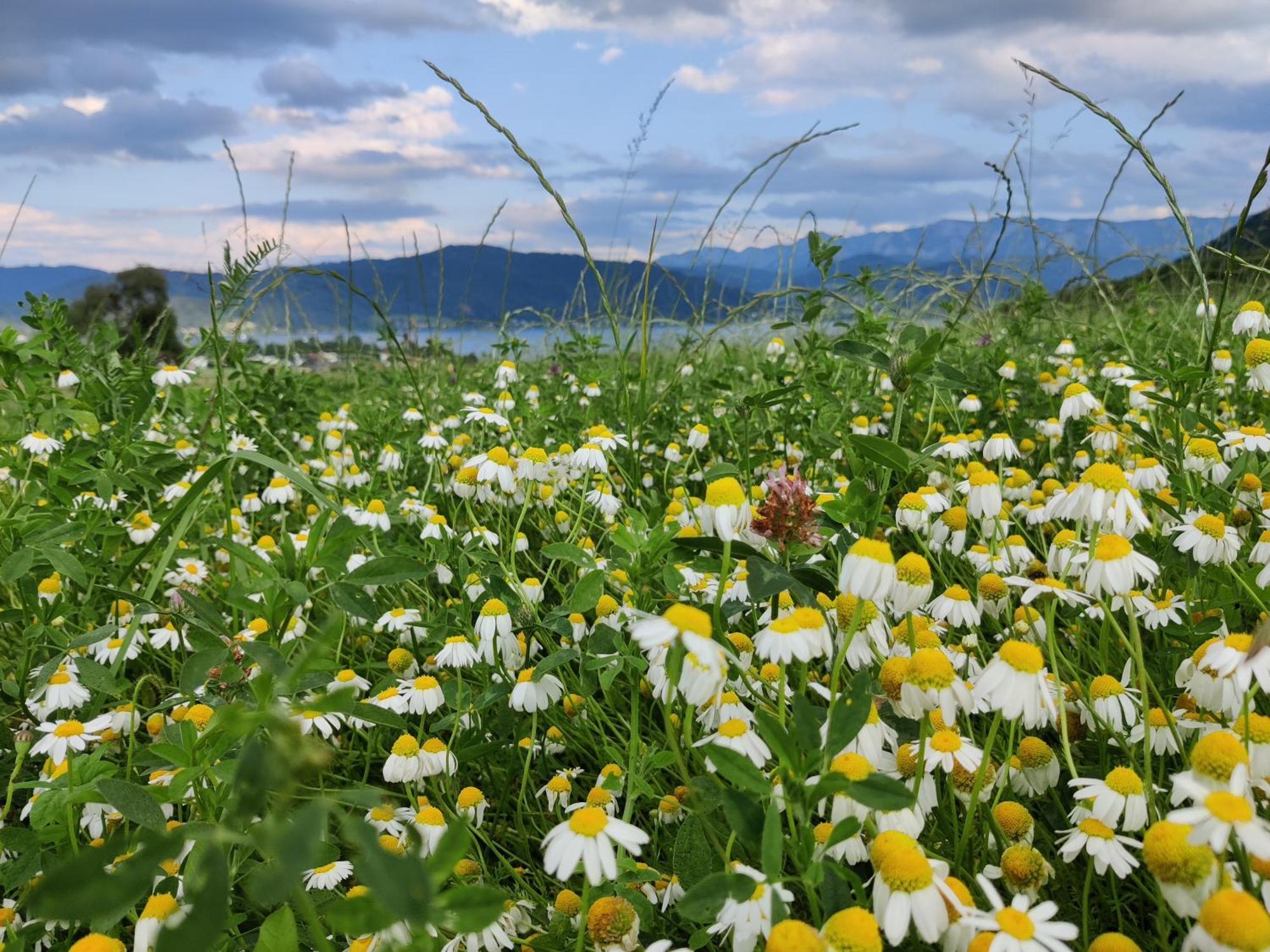 Pension Holzapfel Sankt Georgen im Attergau Luaran gambar